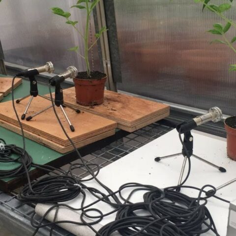 Comunicación de las plantas sonoro