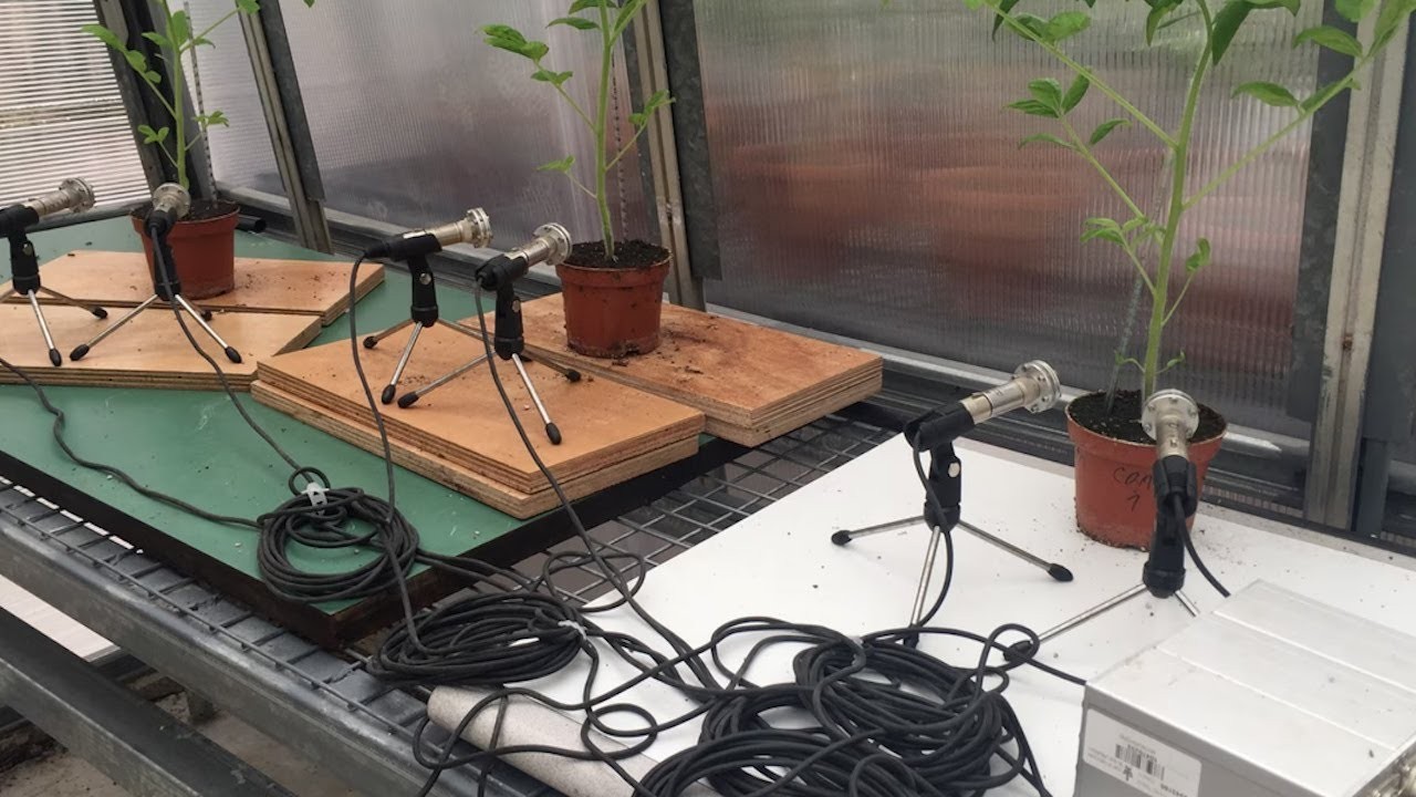 Comunicación de las plantas sonoro