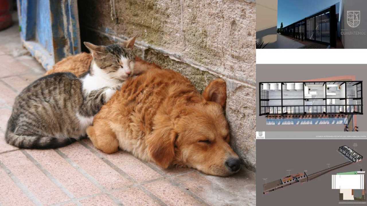 Perros y gatos abandonados en CDMX