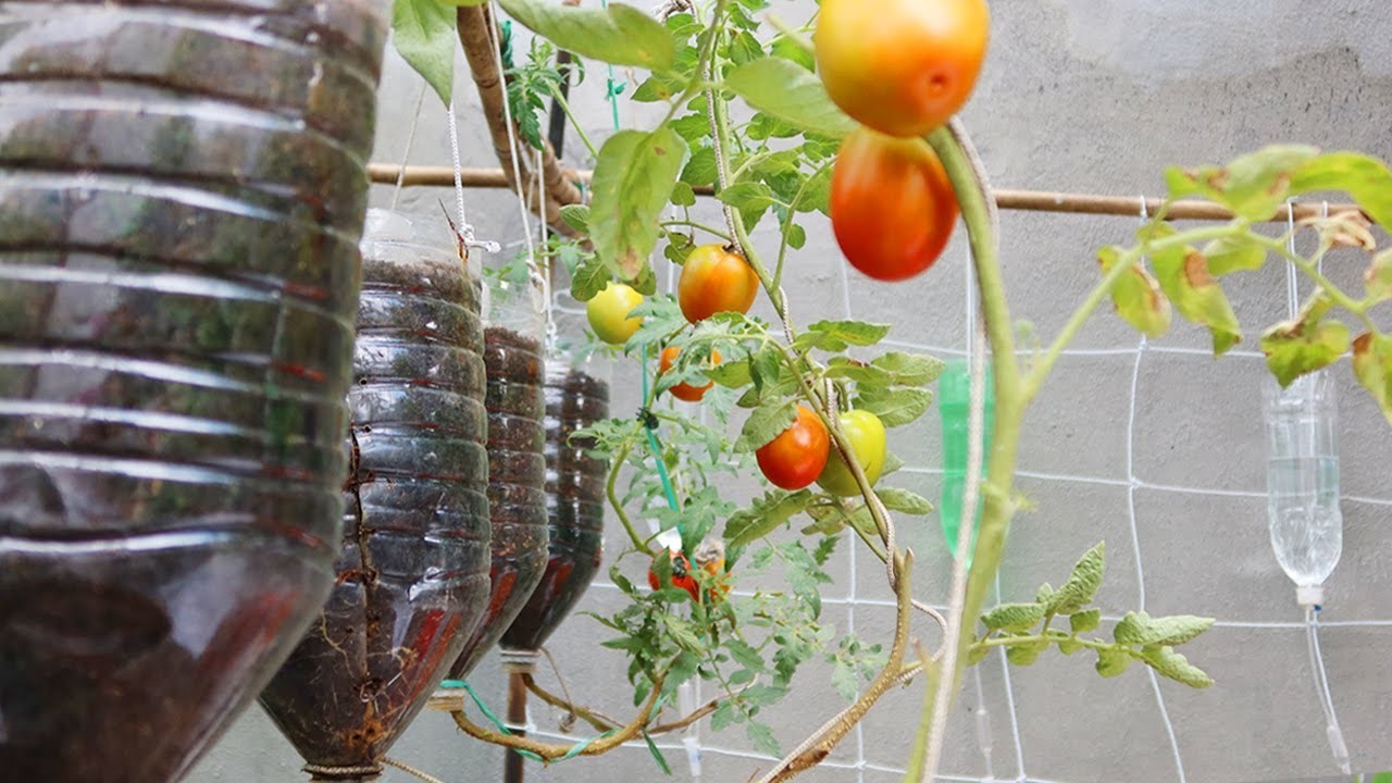 Cultivar tomates con botellas de plástico