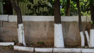 Pintar los troncos de los árboles de blanco