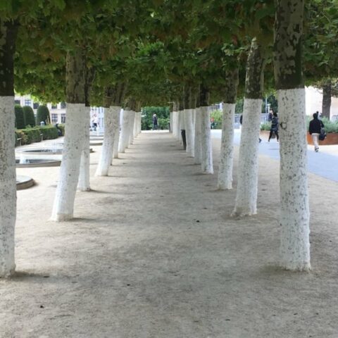 pintan de blanco los troncos de los árboles