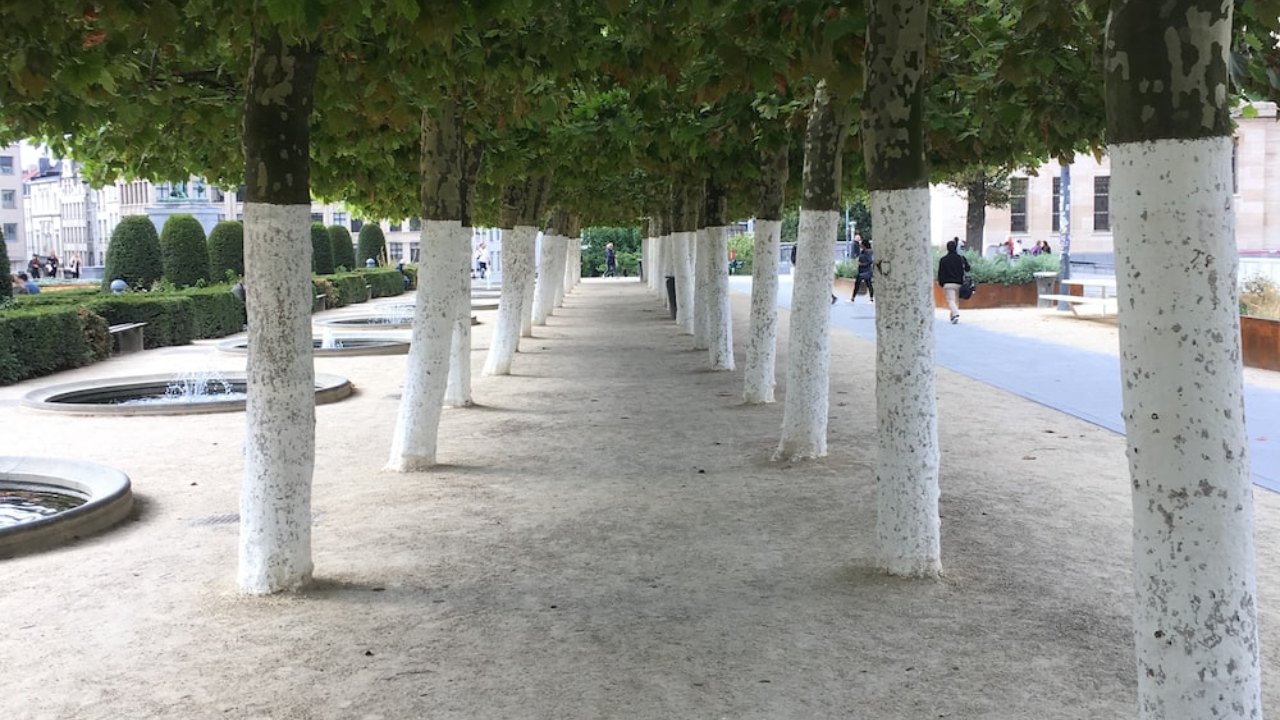 pintan de blanco los troncos de los árboles