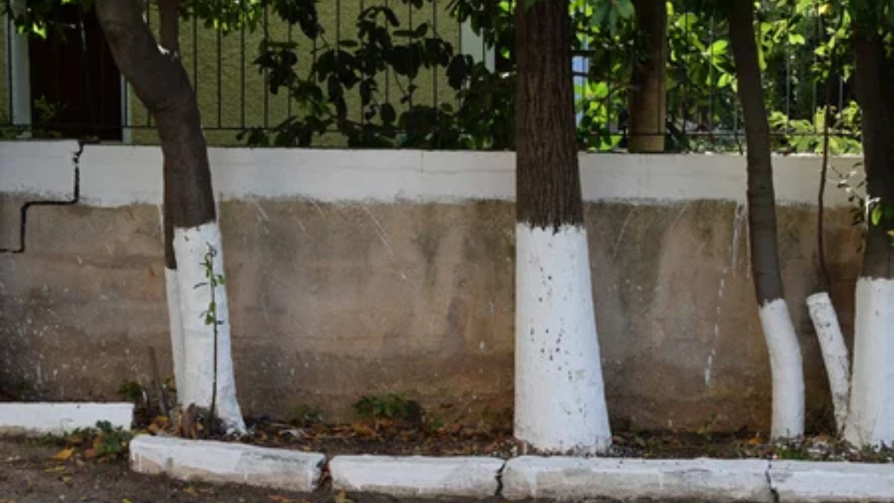 Pintar los troncos de los árboles de blanco