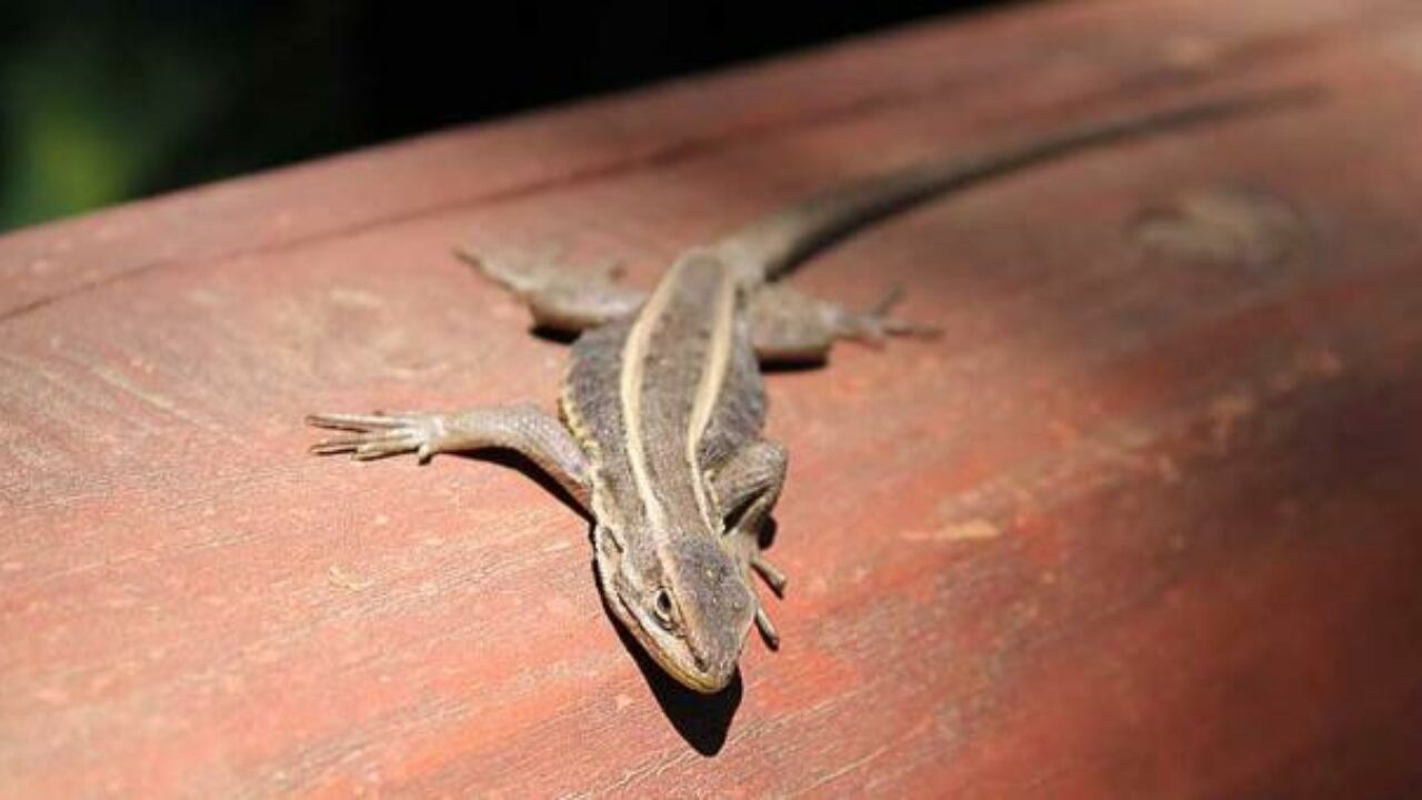 Lagartijas en casa