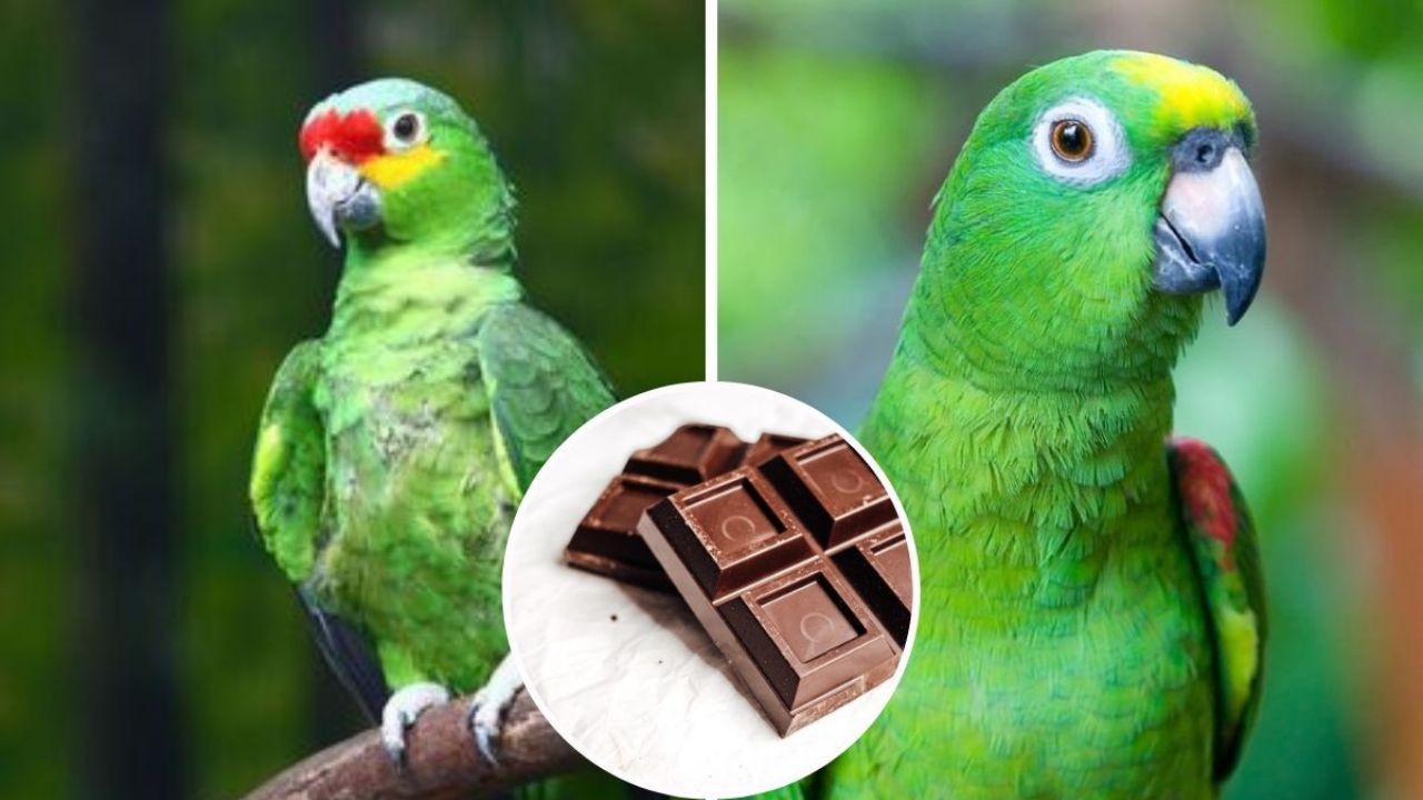 Chocolate prohibido para los loros