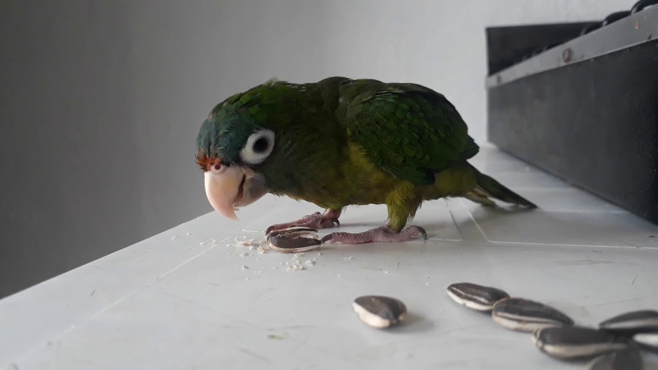 Loros comiendo semillas de girasol