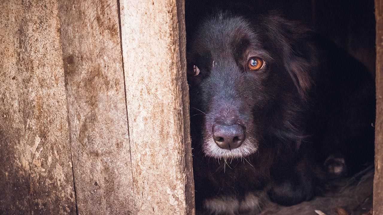 dENUNCIA cdmx Y eDOMEX