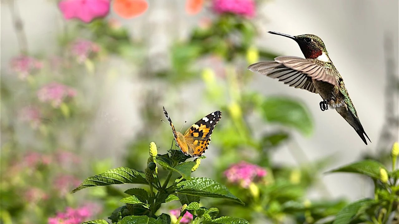 Atraer mariposas y colibríes a casa