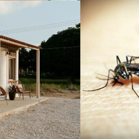 Dejar fuera a moscos y mosquitos