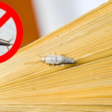 Eliminar pececillos de plata