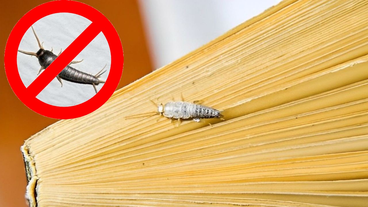 Eliminar pececillos de plata