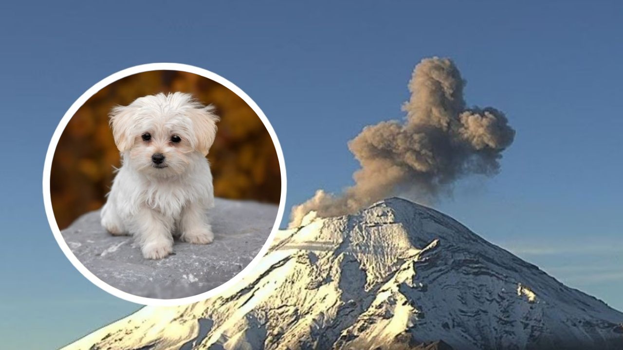 Proteger perritos con ceniza volcánica
