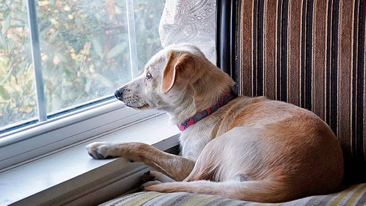 Perros solos en casa