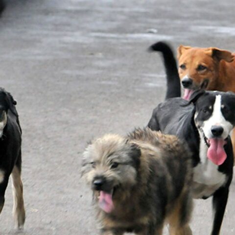 Dónde dejar perros en casa