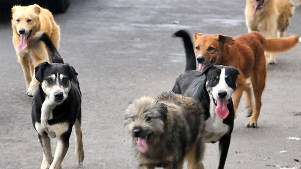 Dónde dejar perros en casa