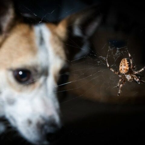 Picadura de araña en perros
