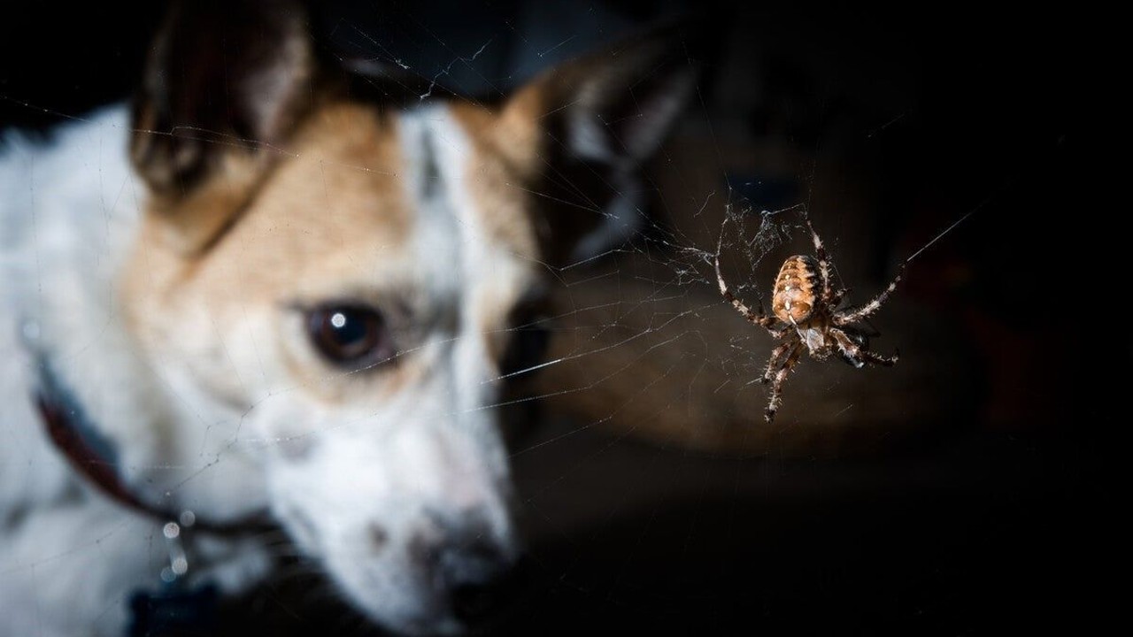 Picadura de araña en perros