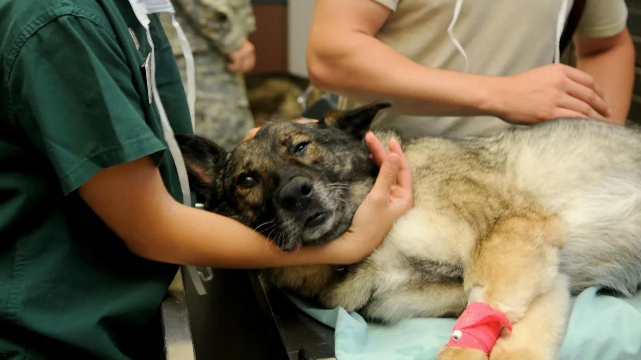 Picadura de perro tóxica