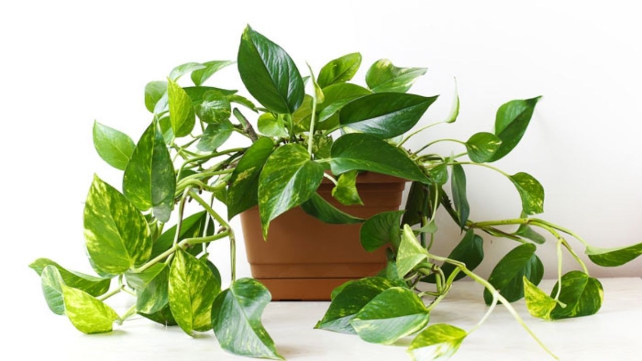 Cuidados de la planta pothos