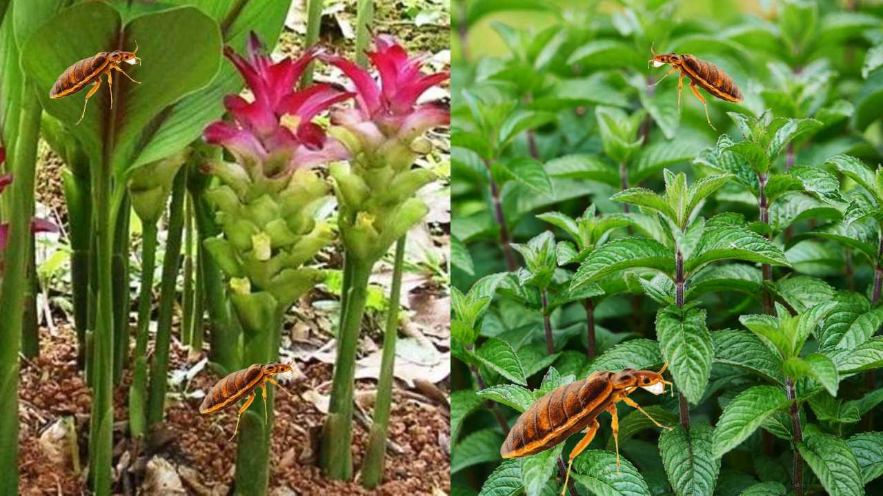 Eliminar las chcinches con plantas aromáticas