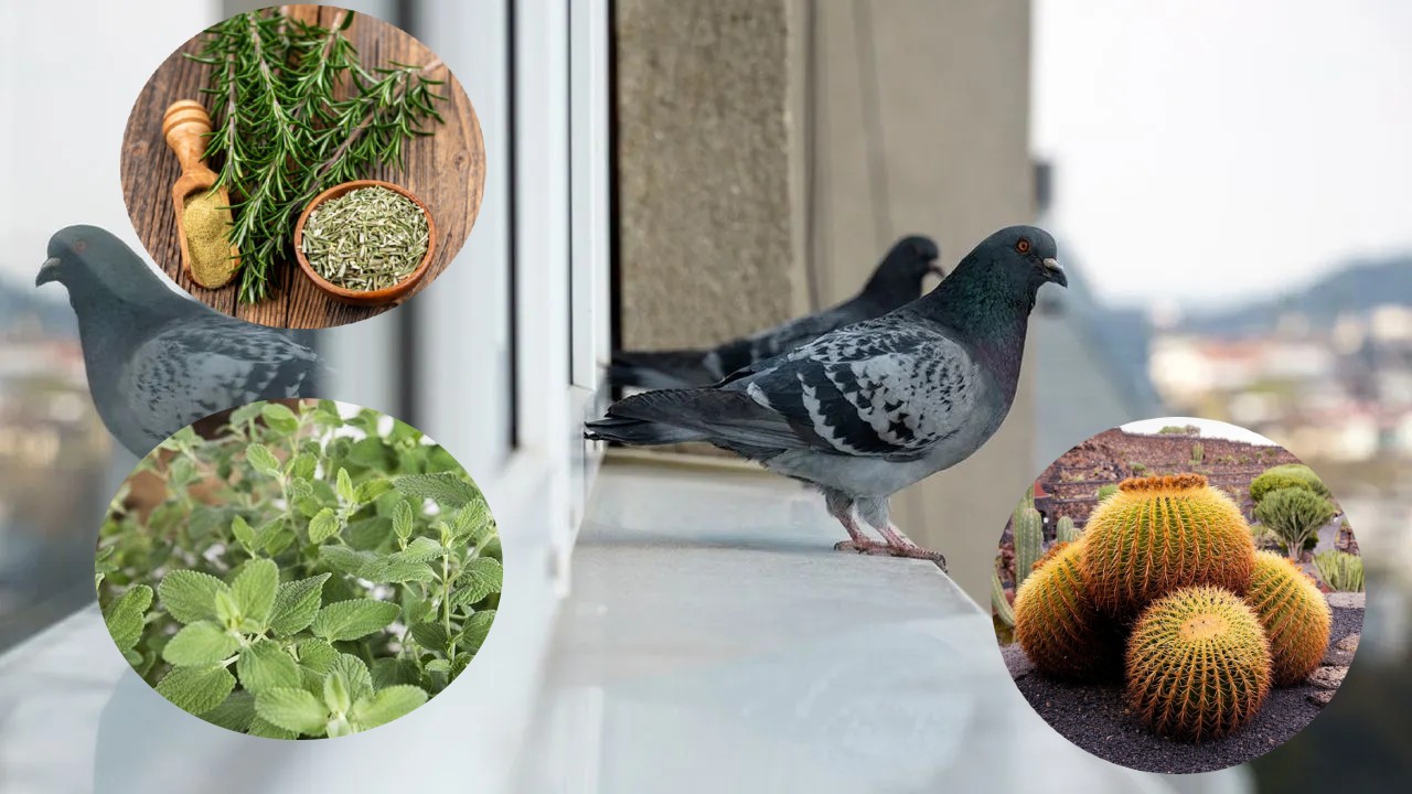 Plantas que mantienen alejadas a las palomas