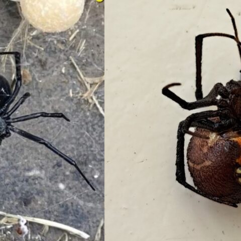 araña viuda negra es tan mortal