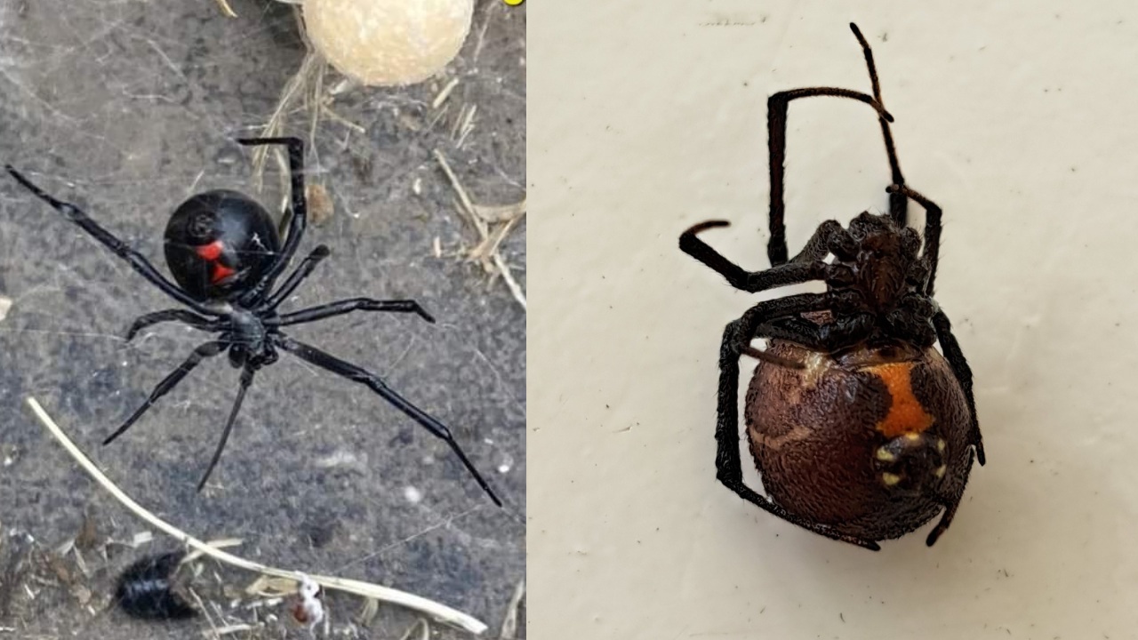 araña viuda negra es tan mortal