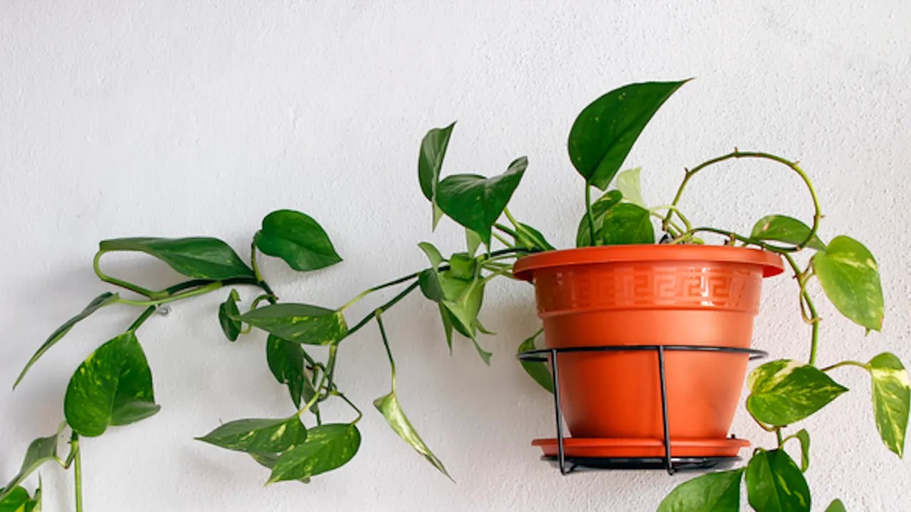 Cuidados pothos