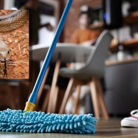 se metió una serpiente en mi casa