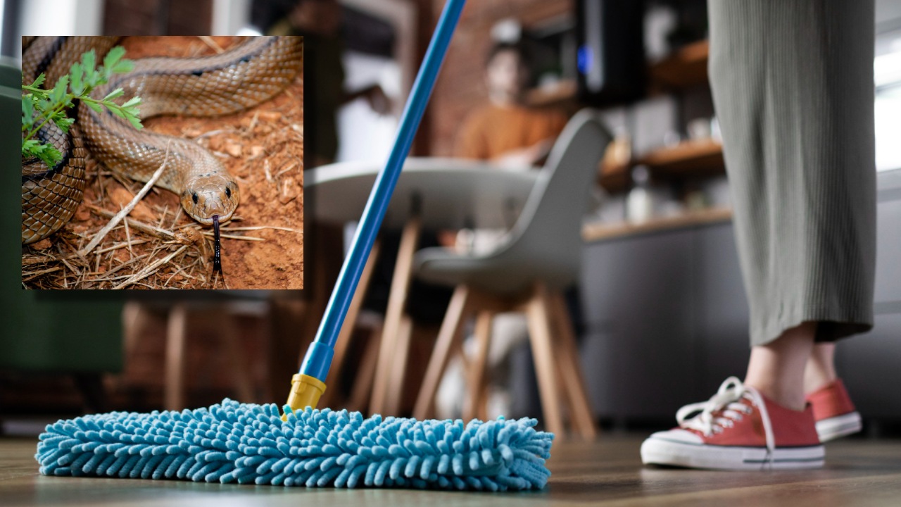 se metió una serpiente en mi casa