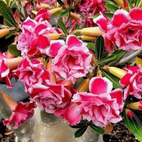 Cuidados de la rosa del desierto