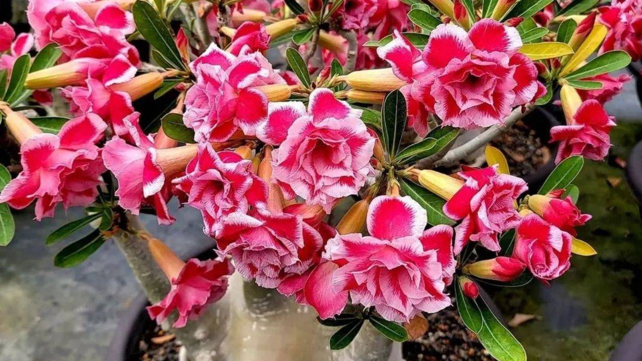 Cuidados de la rosa del desierto