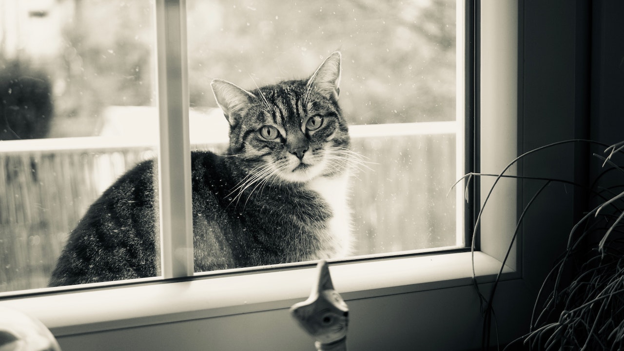 ¿Tu gatito se quiere escapar?