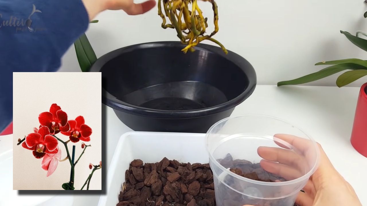 Descubre cómo cambiar una orquídea de maceta