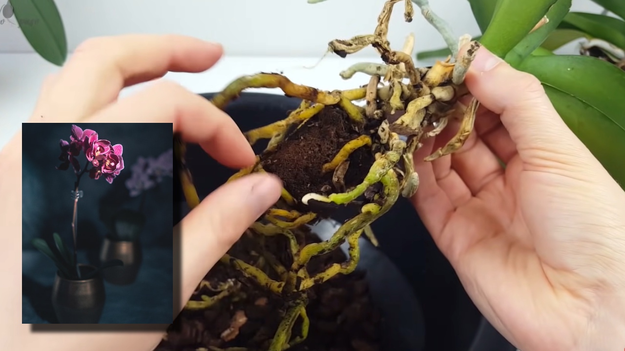 trasplantar una orquídea con flores