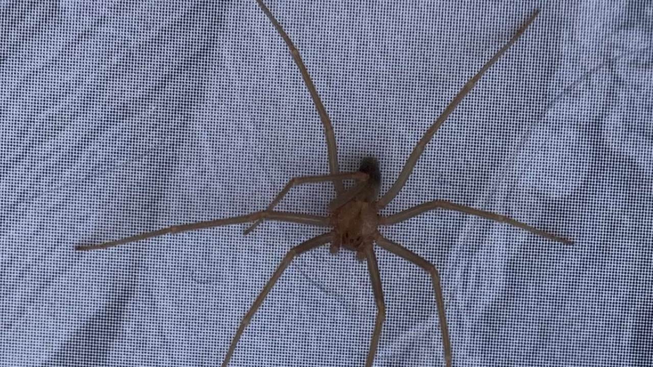 Prueba esta trampa para araña violinista