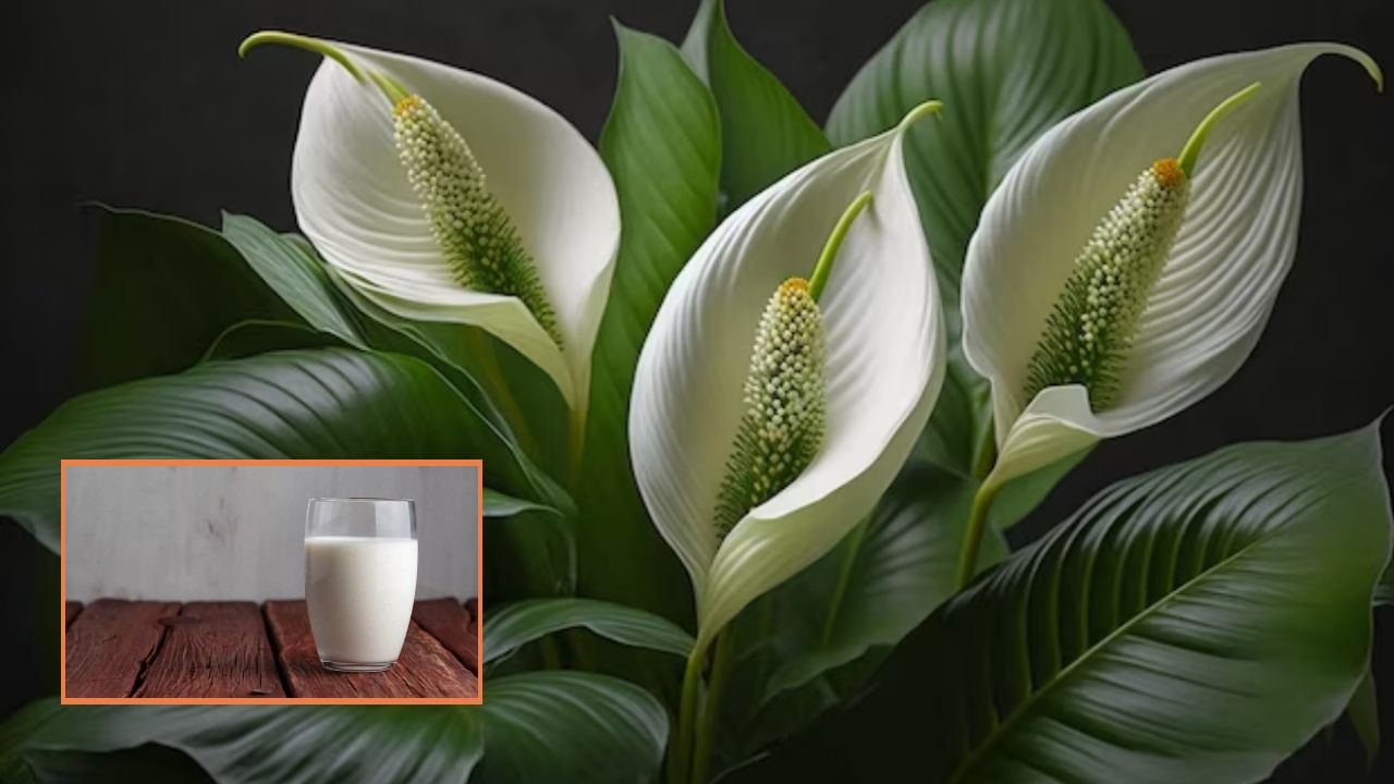 Cuidados cuna de moisés