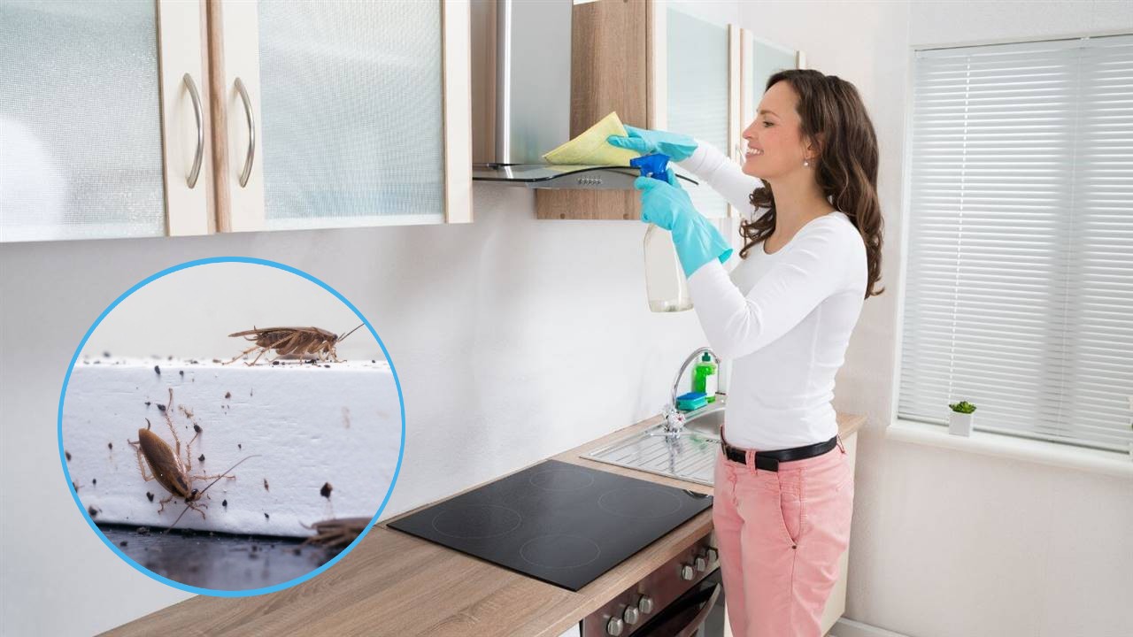 Eliminar las cucarachas chiquitas de la cocina