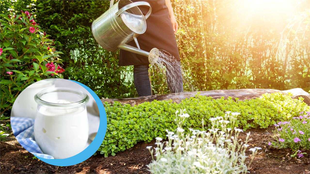 Platnas sobrevivan a la ola de calor