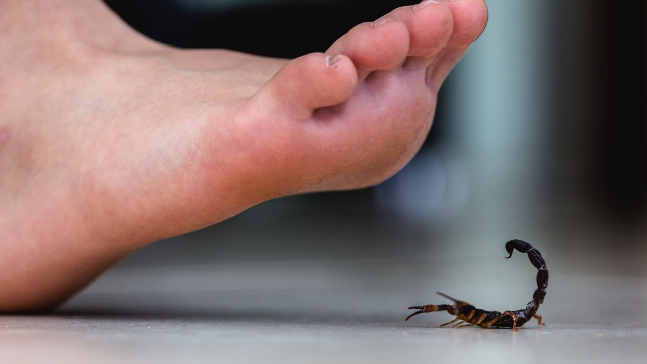 Por qué las cucarachas atraen alacranes