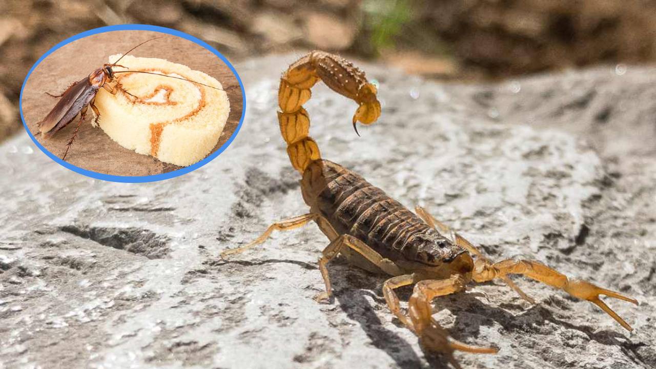 Por qué las cucarachas atraen alacranes