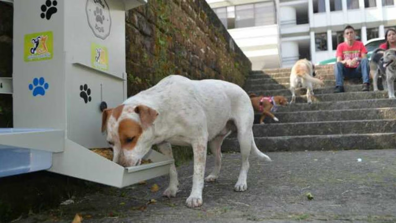 Darle agua a los perros de la calle