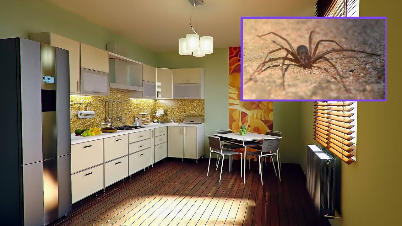 Que atrae a las arañas violinistas a tu casa