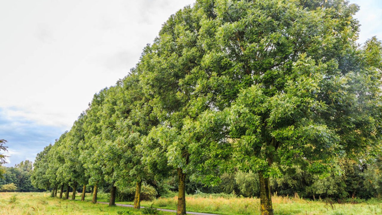 Árboles de rápido crecimiento