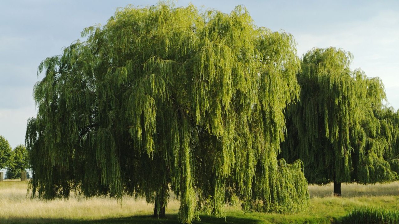 El sauce llorón es un árbol que da sombra