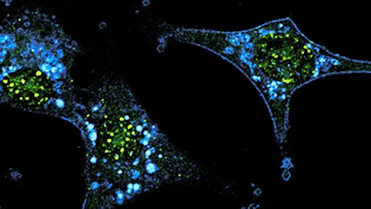 Tratamiento célular en contra del cáncer