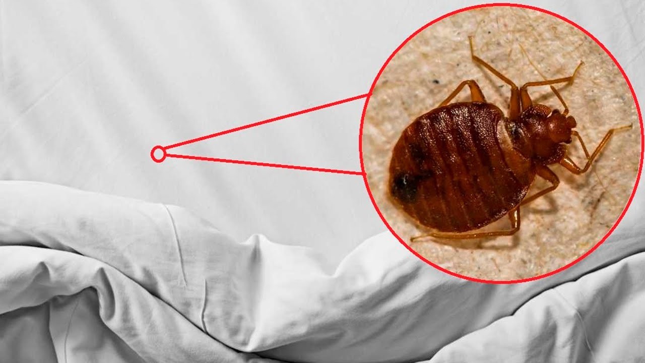Expertos recomiendan como eliminar las chinches de cama
