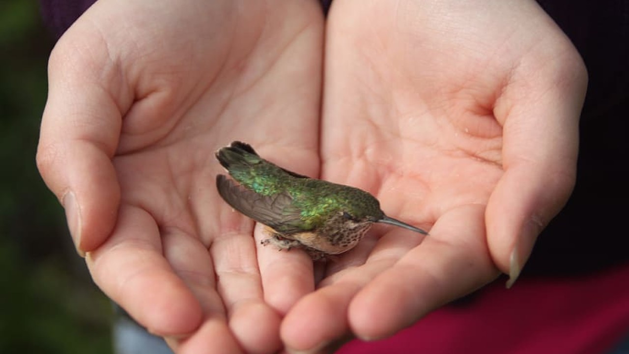 Colibrí se pare en tu mano sin lastimarlo