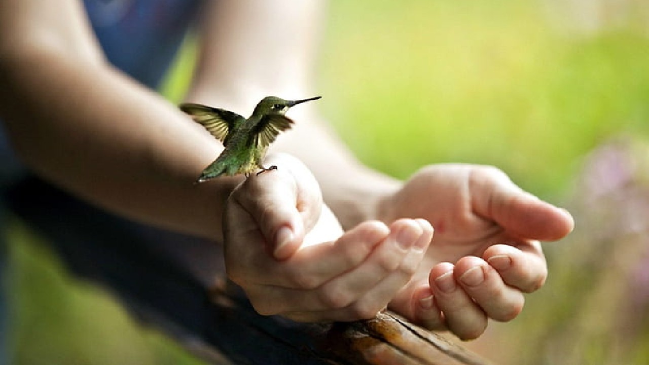 Colibrí se pare en tu mano sin lastimarlo